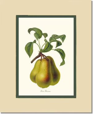 Pear, Riocreux