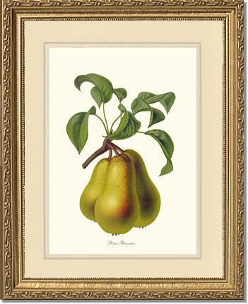 Pear, Riocreux | Vintage Redouté's Fruit Wall art print