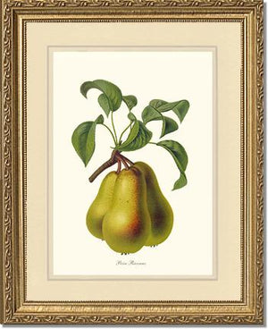 Pear, Riocreux