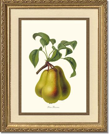 Pear, Riocreux | Vintage Redouté's Fruit Wall art print
