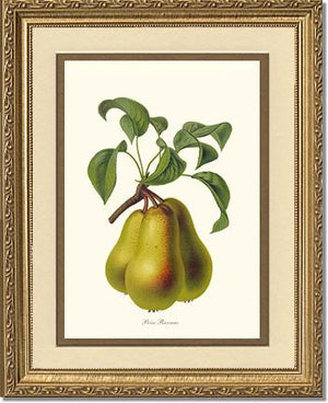 Pear, Riocreux