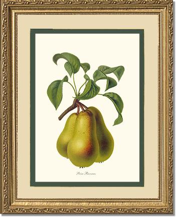 Pear, Riocreux | Vintage Redouté's Fruit Wall art print