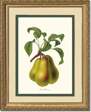 Pear, Riocreux