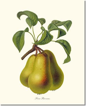 Fruit Print: Pear, Riocreux