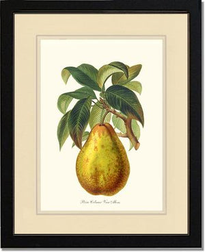Pear, Colmar