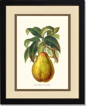 Pear, Colmar