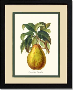 Pear, Colmar