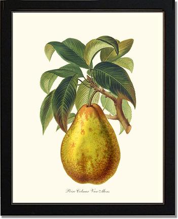 Pear, Colmar | Vintage Redouté's Fruit Art Print