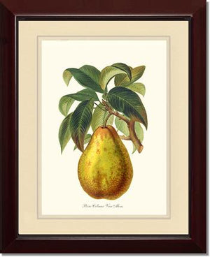 Pear, Colmar