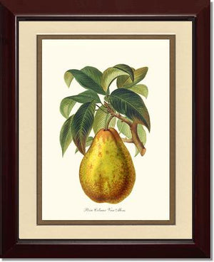 Pear, Colmar