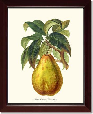 Pear, Colmar
