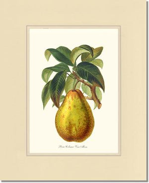 Pear, Colmar