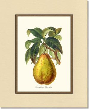 Pear, Colmar