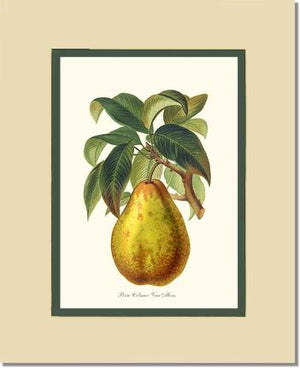 Pear, Colmar
