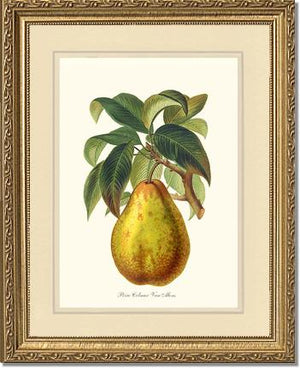Pear, Colmar