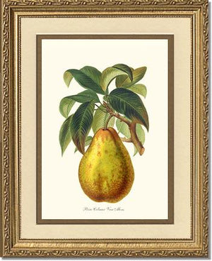 Pear, Colmar