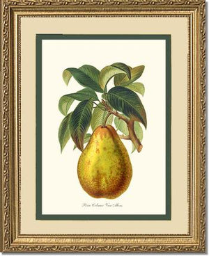 Pear, Colmar