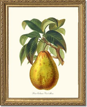 Pear, Colmar