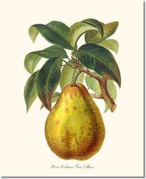 Fruit Print: Pear, Colmar