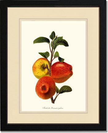 Apple, Galeux - Charting Nature