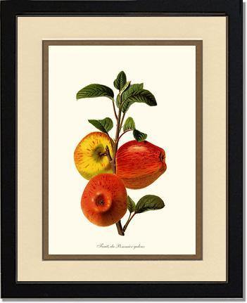 Apple, Galeux - Charting Nature