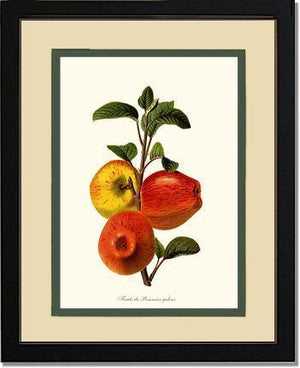 Apple, Galeux - Charting Nature