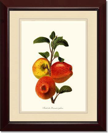 Apple, Galeux - Charting Nature
