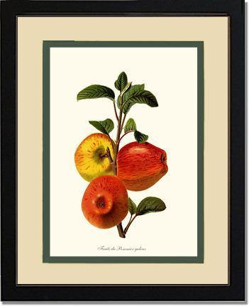 Apple, Galeux - Charting Nature