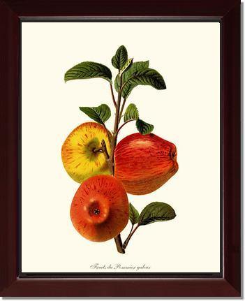 Apple, Galeux - Charting Nature