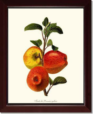 Apple, Galeux - Charting Nature