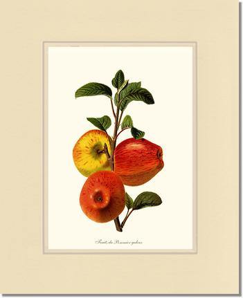 Apple, Galeux - Charting Nature