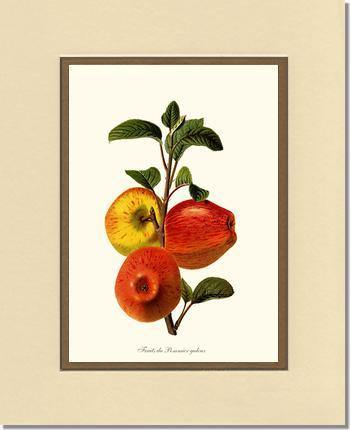 Apple, Galeux - Charting Nature