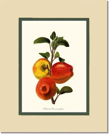 Apple, Galeux - Charting Nature