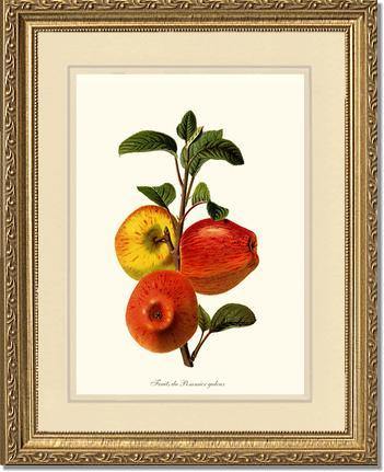 Apple, Galeux - Charting Nature