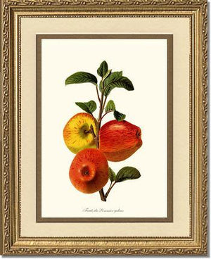 Apple, Galeux - Charting Nature