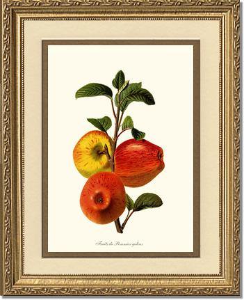 Apple, Galeux - Charting Nature