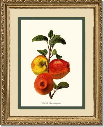 Apple, Galeux - Charting Nature