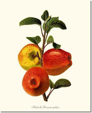 Fruit Print: Apple, Galeux