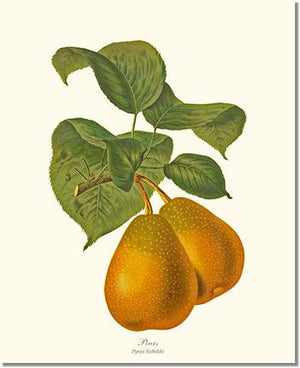 Fruit Print: Pear, Sieboldi