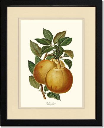 Pear, Butter | Vintage Redouté's Fruit Art Print