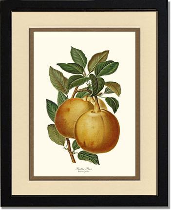 Pear, Butter | Vintage Redouté's Fruit Art Print