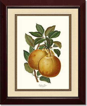 Pear, Butter | Vintage Redouté's Fruit Art Print