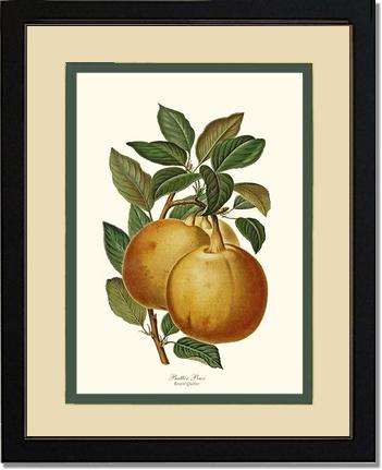 Pear, Butter | Vintage Redouté's Fruit Art Print