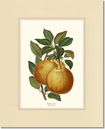 Pear, Butter | Vintage Redouté's Fruit Art Print
