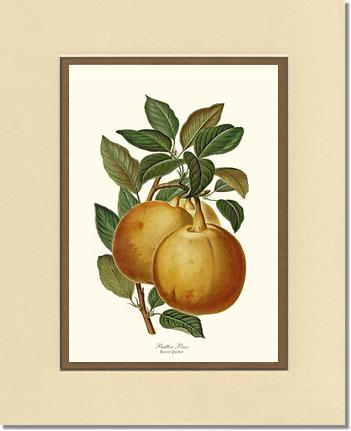 Pear, Butter | Vintage Redouté's Fruit Art Print