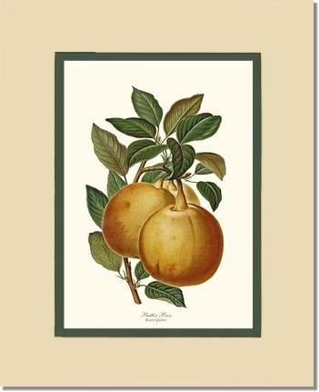 Pear, Butter | Vintage Redouté's Fruit Art Print