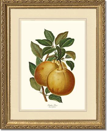 Pear, Butter | Vintage Redouté's Fruit Art Print
