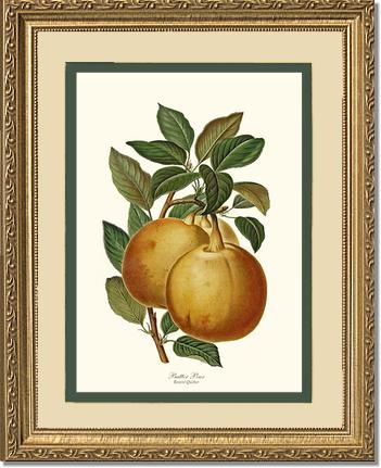 Pear, Butter | Vintage Redouté's Fruit Art Print