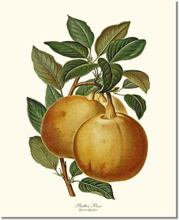 Pear, Butter | Vintage Redouté's Fruit Art Print