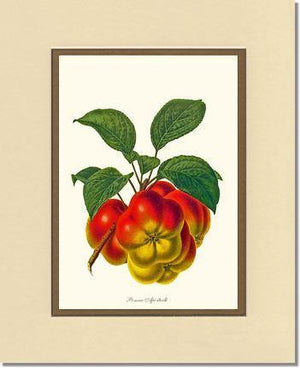 Apple, Apietoile - Charting Nature